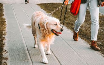 Pet therapy: benefici fisici e psicologici a confronto