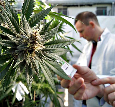 Cannabis per uso medico