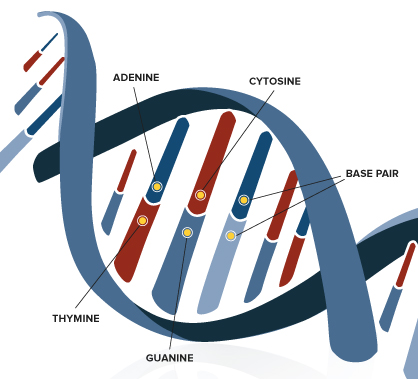 Struttura del DNA e basi azotate