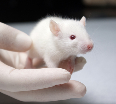 Topolino di laboratorio